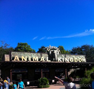 animal kingdom