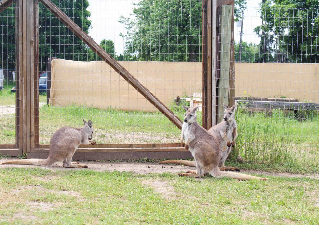 kelowna kangaroo farm