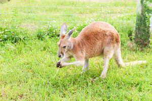 kelowna kangaroo farm